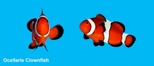 Ocellaris Clownfish