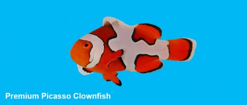 Premium Picasso Clownfish