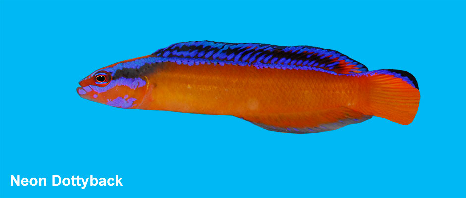 Neon Dottyback