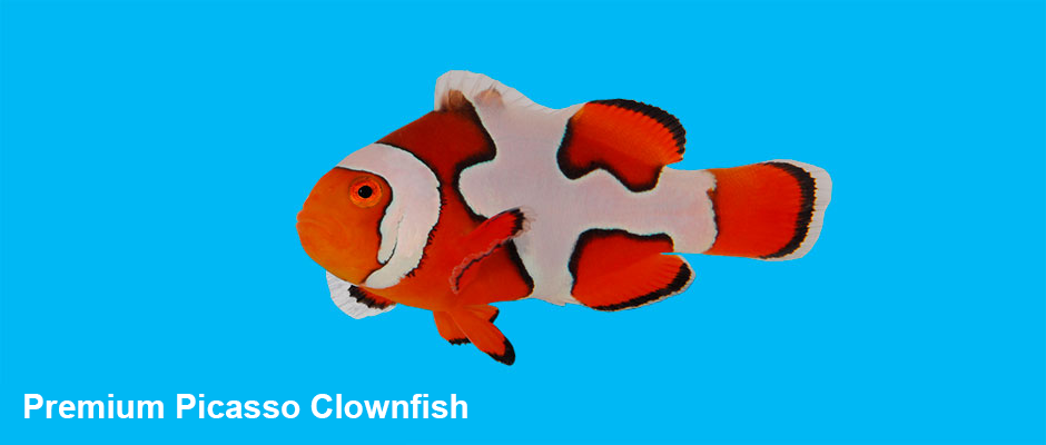 Premium Picasso Clownfish