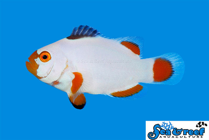 Maine Blizzard Clownfish