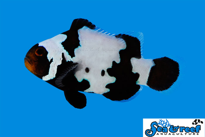 Phantom Clownfish