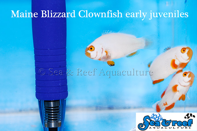 Maine Blizzard Clownfish